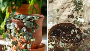 Ceropegia swój oryginalny wygląd ć zawdzięcza długim pędom, które wyrastają z mięsistej bulwy.