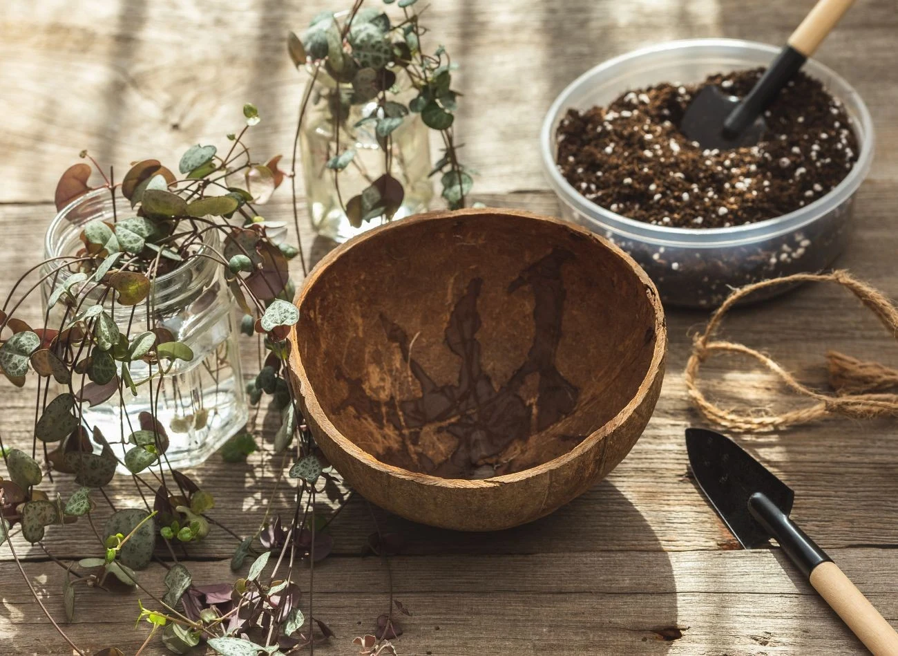 Ceropegię można z powodzeniem rozmnożyć