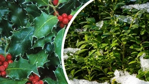 Osłoń się przed wzrokiem ciekawskich przechodniów barierą z zimozielonych roślin.