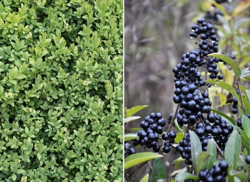 Bukszpan i ligustr idealnie nadają się na żywopłot