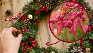 Zerwij gałązki trzmieliny i przygotuj piękny wieniec na Boże Narodzenie.