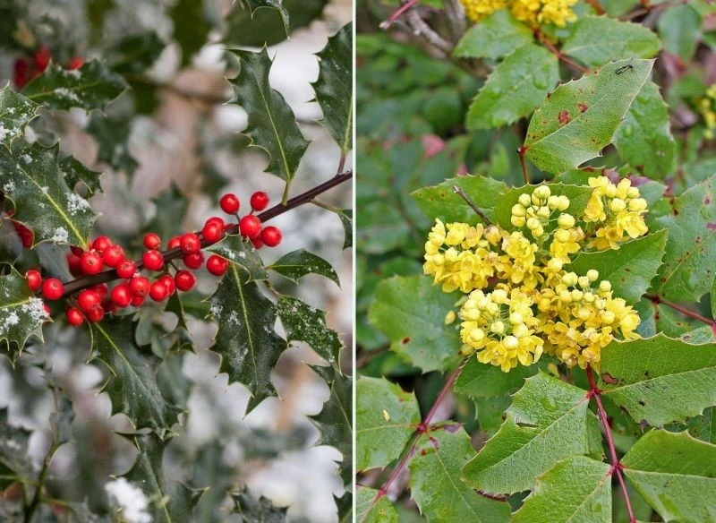 Ostrokrzew Meservy i mahonia pospolita pięknie prezentują się w formie żywopłotu