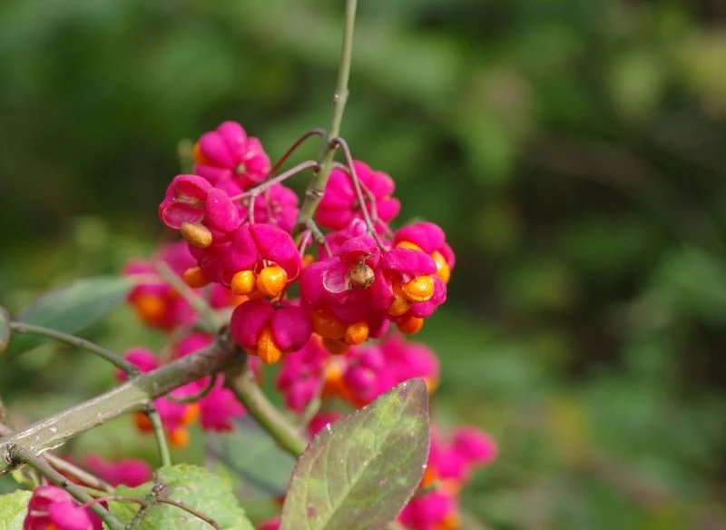 Zjawiskowe owoce trzmieliny oskrzydlonej mogą stać się oryginalną dekoracją świątecznego wieńca