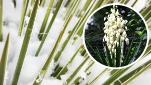 Jak zabezpieczyć jukę ogrodową przed zimą?