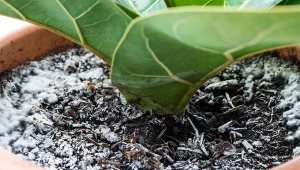 Pleśń w doniczce zagraża zdrowiu naszych roślin doniczkowych.