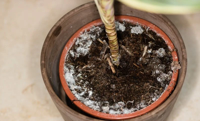 Przyczyną powstawania pleśni w doniczce może być przelewanie rośliny