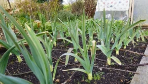 wiele odmian porów zbiera się zimą. Jak je odpowiednio zabezpieczyć, żeby nie przemarzły? For.123RF/Piscel