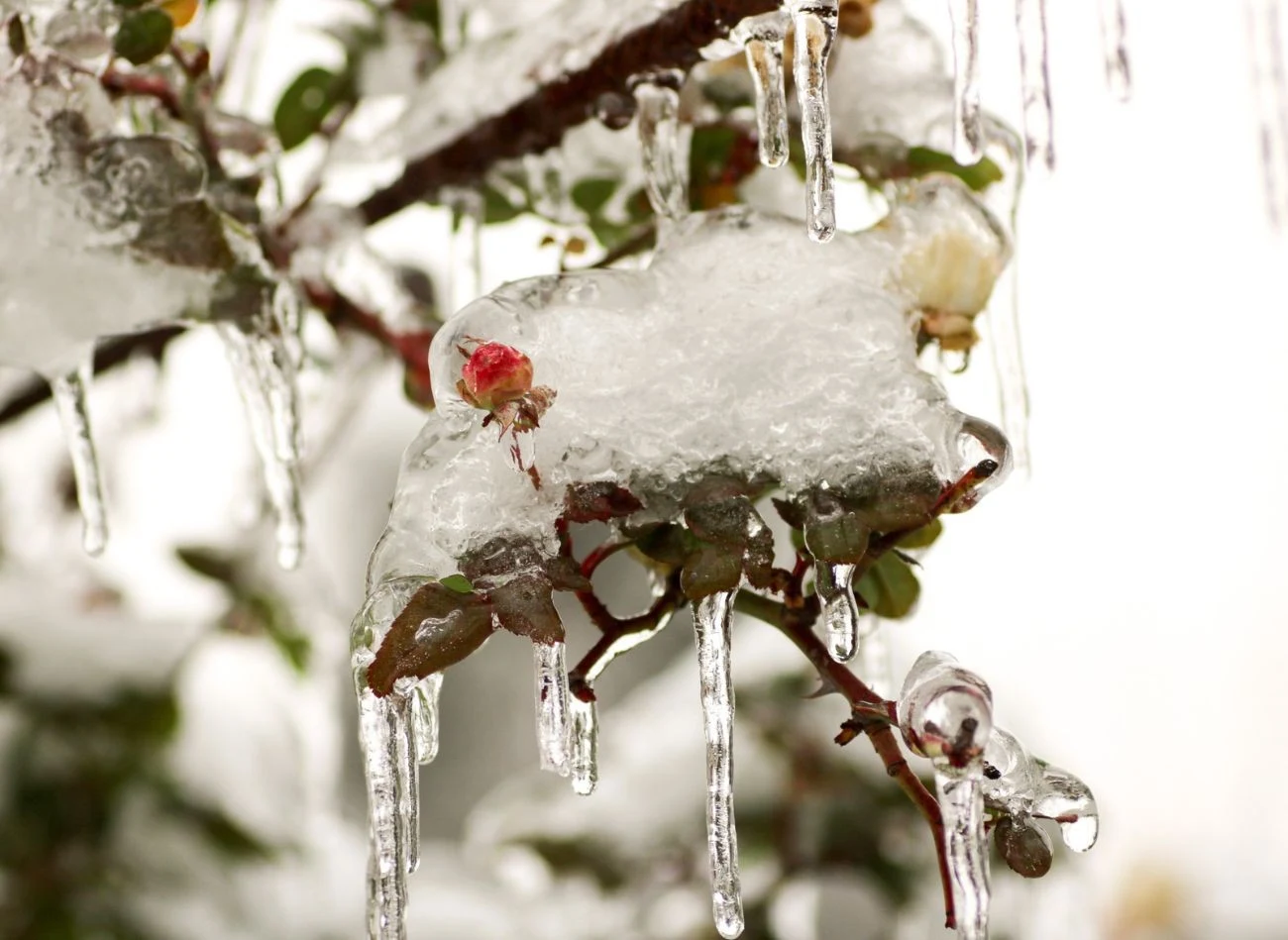 Bez odpowiedniego zabezpieczenia róże pnące mogą nie przetrwać zimy