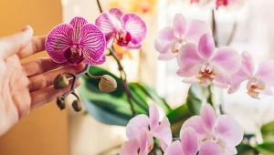 Jaka wodą powinniśmy podlewać storczyki, żeby bujnie kwitły? Jest kilka metod.