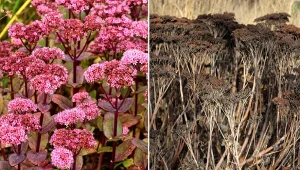 Przycinanie rozchodników na zimę. Dlaczego warto to zrobić po pierwszych przymrozkach?