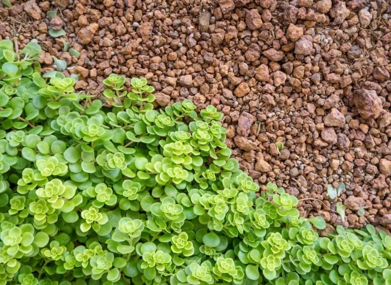 Niskie odmiany rozchodników pięknie dekorują kamieniste ścieżki