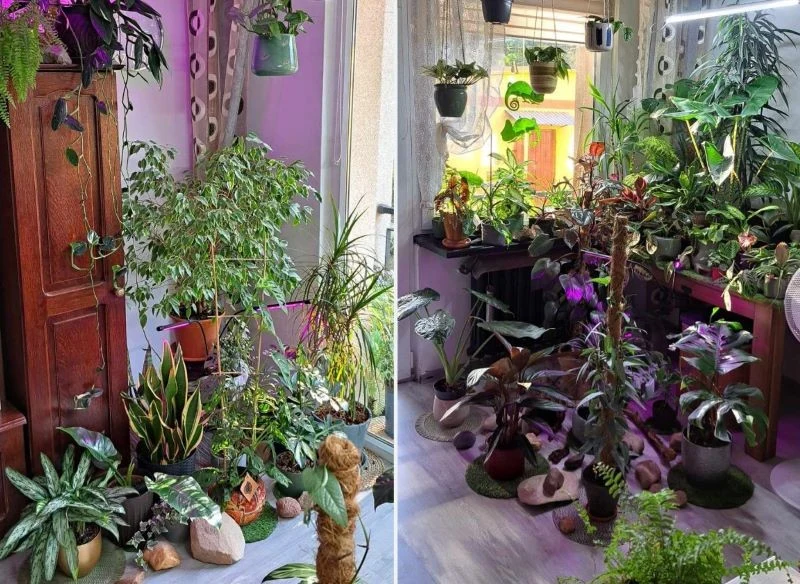 W każdym kącie mieszkania pana Adama stoją kwiaty