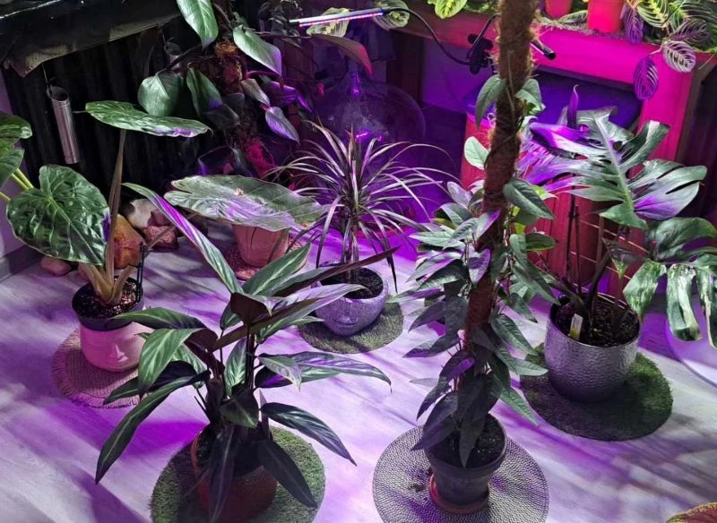 W domowej dżungli ważne jest doświetlanie roślin
