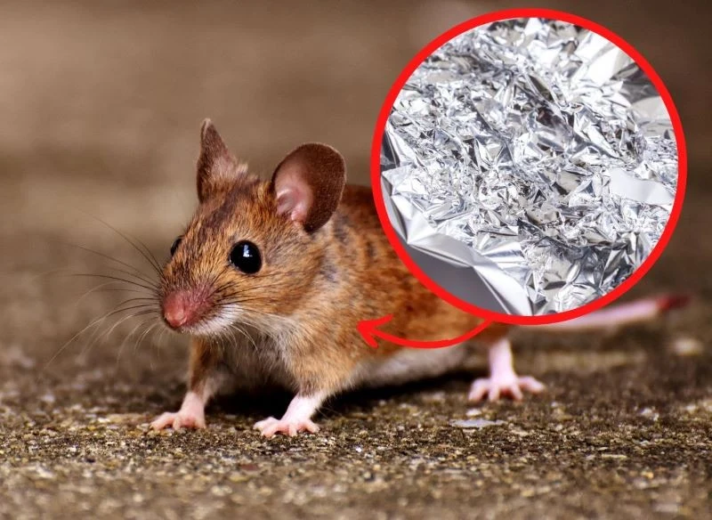 Myszy boją się folii aluminiowej jak ognia