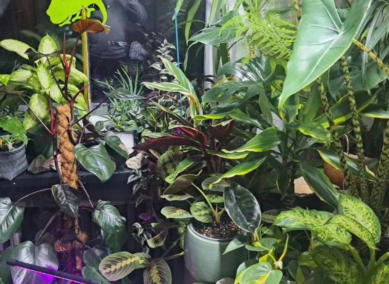 W okresie grzewczym należy zwrócić szczególną uwagę na wilgotność powietrza w domowej dżungli