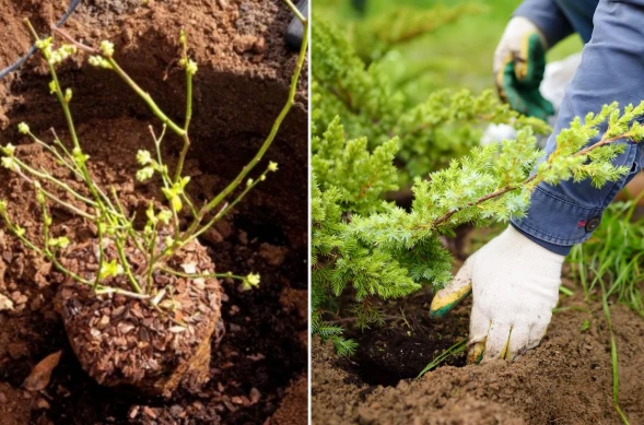 Drzewa, krzewy czy kwiaty można sadzić nie tylko wiosną, ale też późną jesienią, o ile wybierze się odpowiednie gatunki