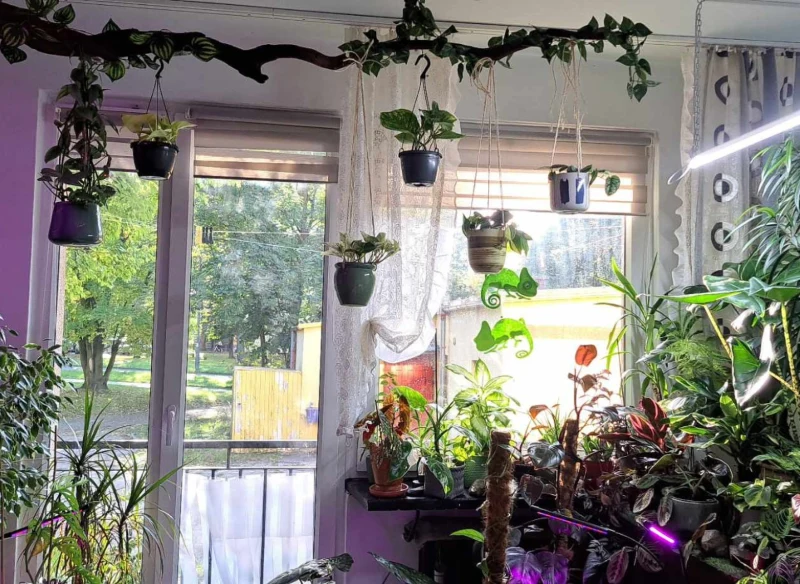 Właściciel imponującej kolekcji roślin zdradza, jak ważne jest poddawanie nowych okazów prewencyjnym opryskom