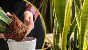 Sansewierie przyciągają dobrobyt, a przy tym rosną bez prawie żadnej pomocy.