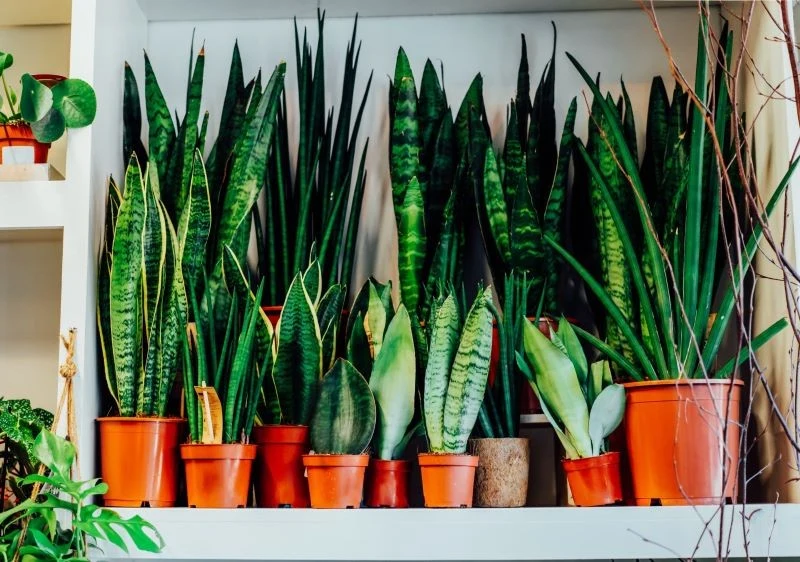 Sansewierie nie wymagają przesadzania i lubią małe doniczki