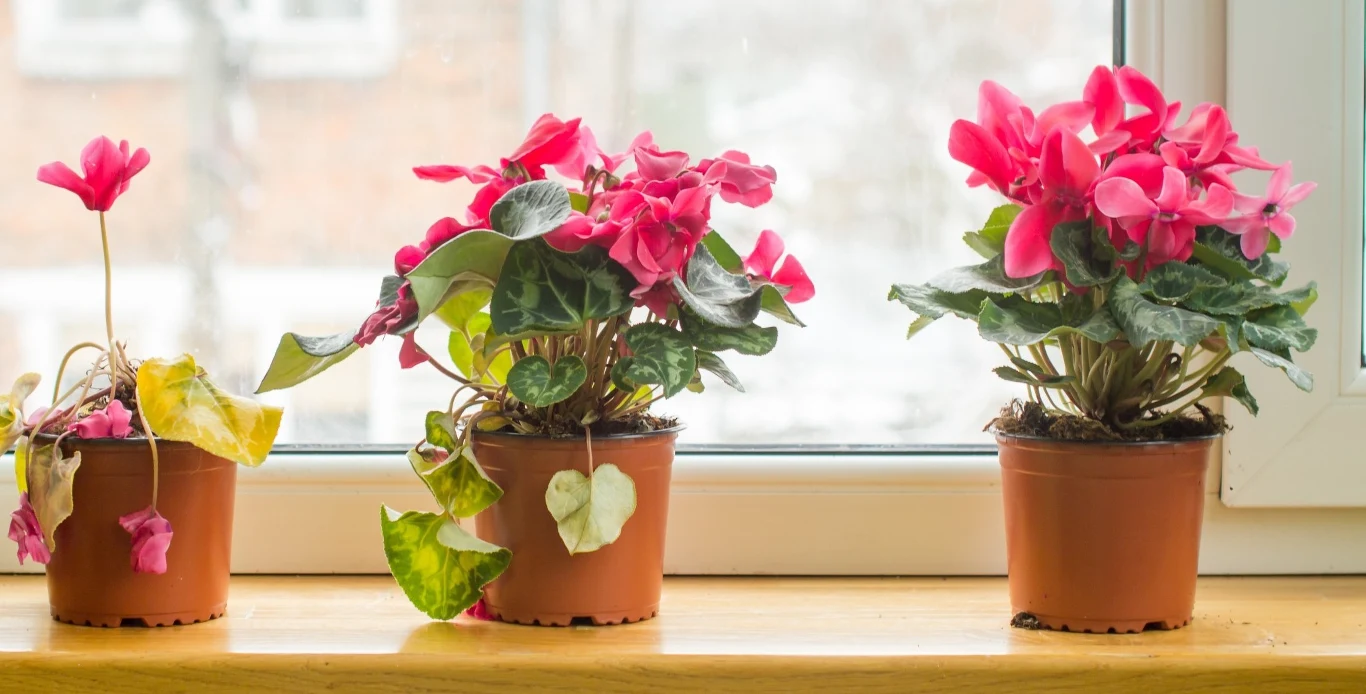 Zaleca się podlewanie cyklamenu od spodu, unikając zamoczenia kłącza