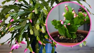 Zamiast jednego grudnika – pięć. Rozmnażanie tej rośliny jest banalnie proste.