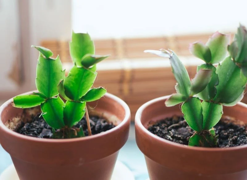 O sadzonki grudnika trzeba odpowiednio zadbać