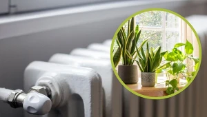 Niektórym roślinom nie szkodzi ciepło kaloryfera ani suche powietrze w sezonie grzewczym.