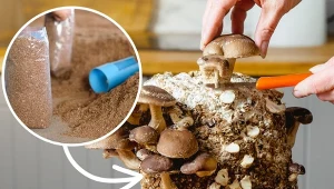 Boczniaki i grzyby shiitake możesz wyhodować korzystając z kilku sposobów. Fot. CanvaPro