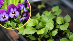 Wnieść do domu czy schować w piwniczce? Dowiedz się, jak przechować przez zimę sadzonki bylin.