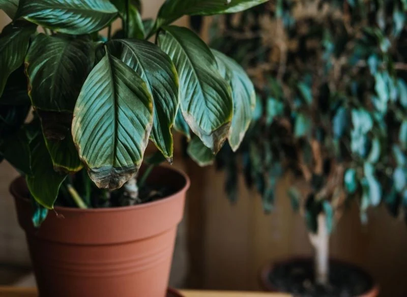 W okresie jesienno-zimowym rośliny doniczkowe często marnieją