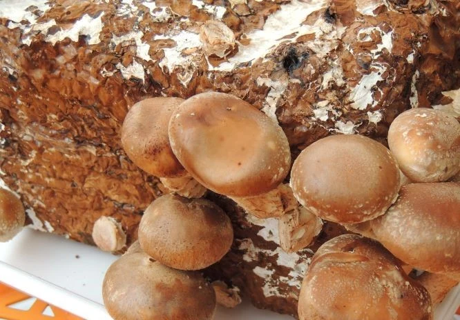 Domowa uprawa shiitake na kostce