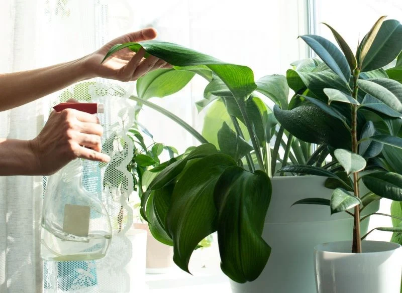 Nie wszystkie kwiaty doniczkowe lubią zraszanie wodą