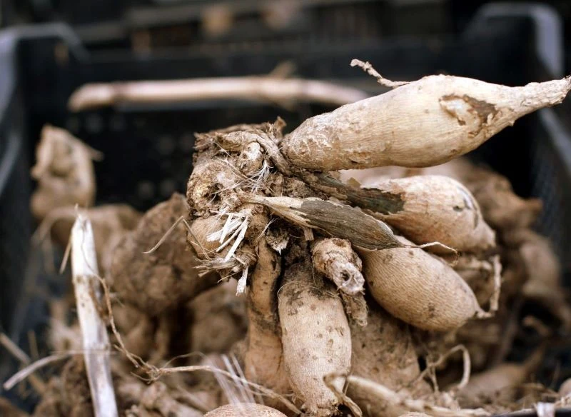 Dalie nie mogą zimować w gruncie, dlatego jesienią należy je wykopać