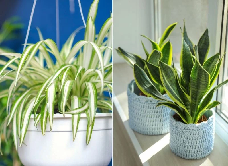 Przy grzejniku bez obaw postawmy zielistkę i sansewierię