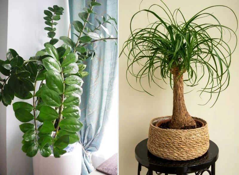 W sąsiedztwie kaloryfera może stać zamiokulkas oraz nolina