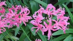 Przed większymi przymrozkami koniecznie wykop. Uprawa i pielęgnacja zjawiskowej neriny