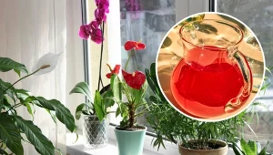 Jesienią i zimą kwitnące rośliny doniczkowe wymagają od nas szczególnej troski.