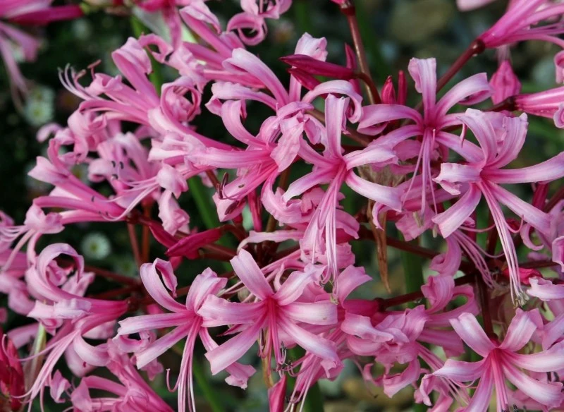 Nerina nie jest rośliną wymagającą, jeśli chodzi o uprawę