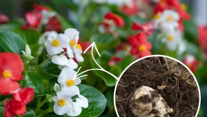 Begonie bulwiaste można zimować na kilka sposobów. Jak to zrobić?