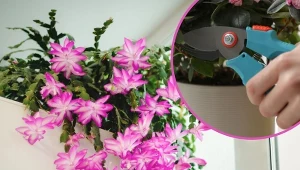 Jak przycinać grudnika? Dzięki odpowiednim zabiegom będzie rósł długo i zdrowo.