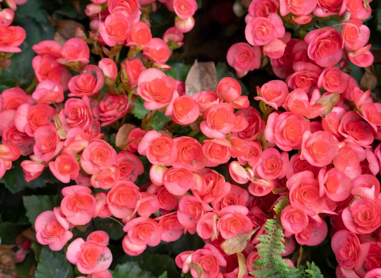 Do zimowania wybieramy tylko zdrowe okazy begonii