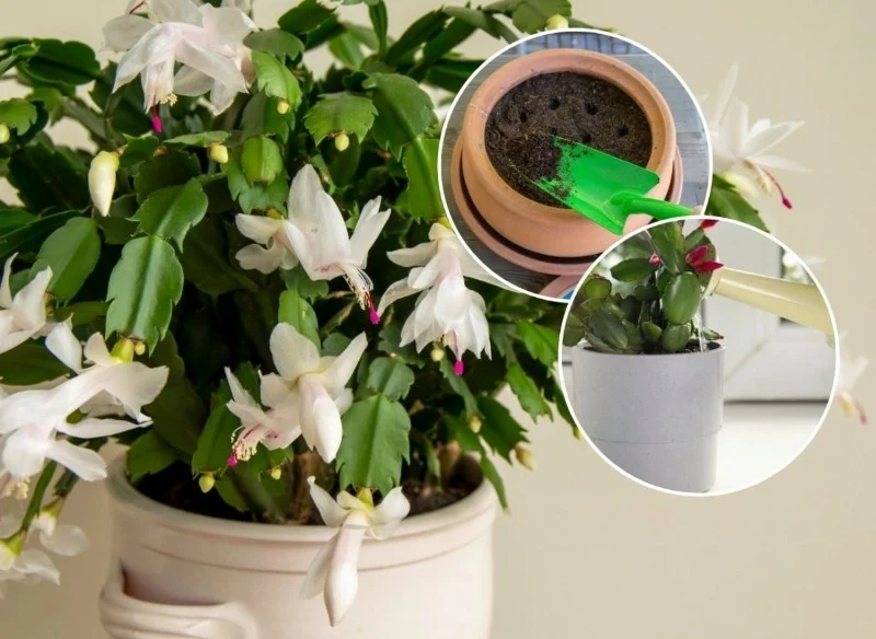 Grudnik to bardzo dekoracyjna roślina doniczkowa, której wielką zaletą jest to, że kwitnie późną jesienią i zimą