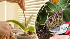 Jak przyciąć storczyk, aby mu nie zaszkodzić?