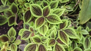 Pilea Moon Valley to ciekawa roślina doniczkowa o efektownych liściach.