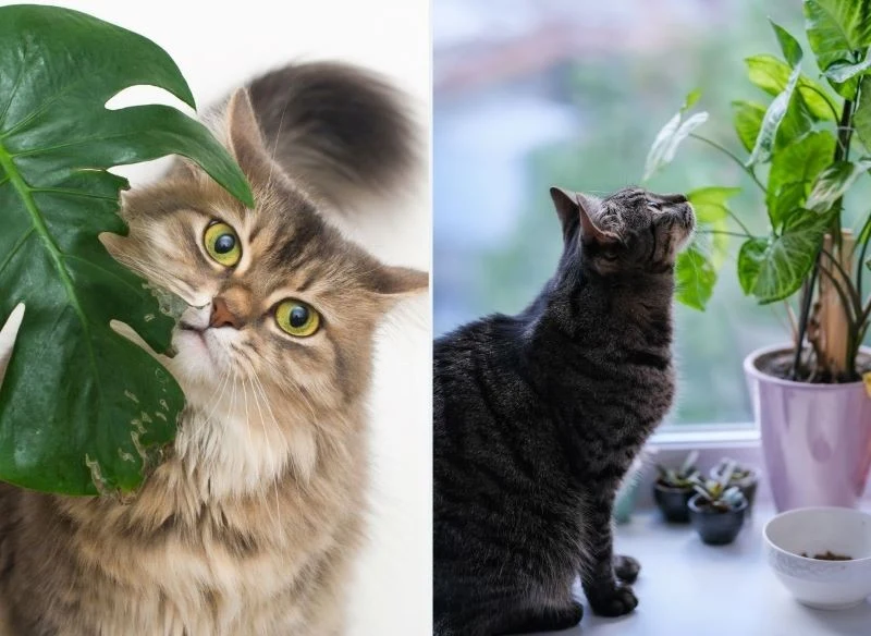 Rośliny doniczkowe są atrakcyjne dla kotów
