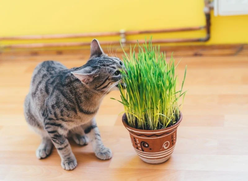 Podgryzanie trawy pomoże kotu uporać się z niestrawnością