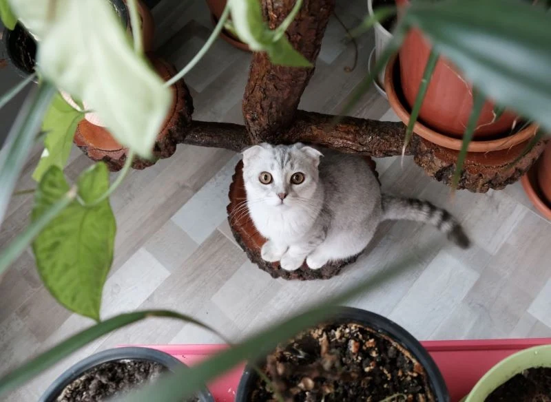 Nawet bezpiecznych roślin kot nie powinien jeść w nadmiarze