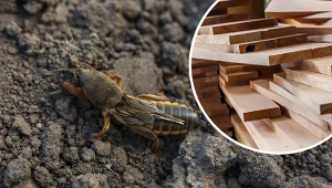 Poznaj sprawdzony patent na pozbycie się turkucia podjadka z ogrodu.