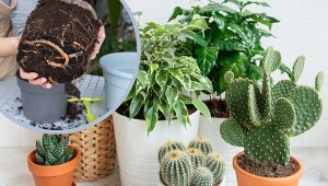 Niektóre rośliny bujnie się rozwiną tylko w ciasnej doniczce.