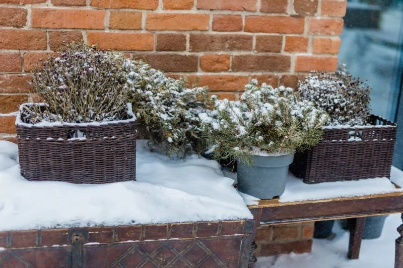 Rośliny na podwyższeniu i w skrzyniach lepiej znoszą mrozy